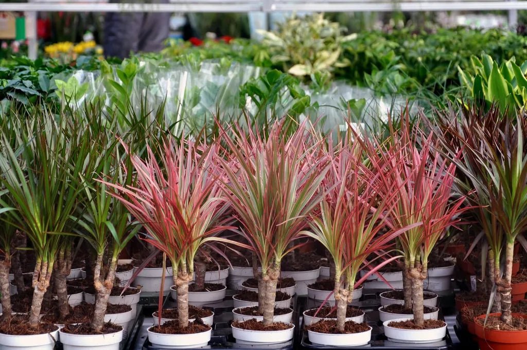 Madagascar Dragon Tree Colorama Multi planted (Dracaena marginata) - Ladybird Nursery