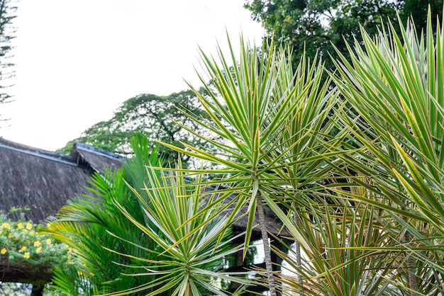 Madagascar Dragon Tree (Dracaena marginata)