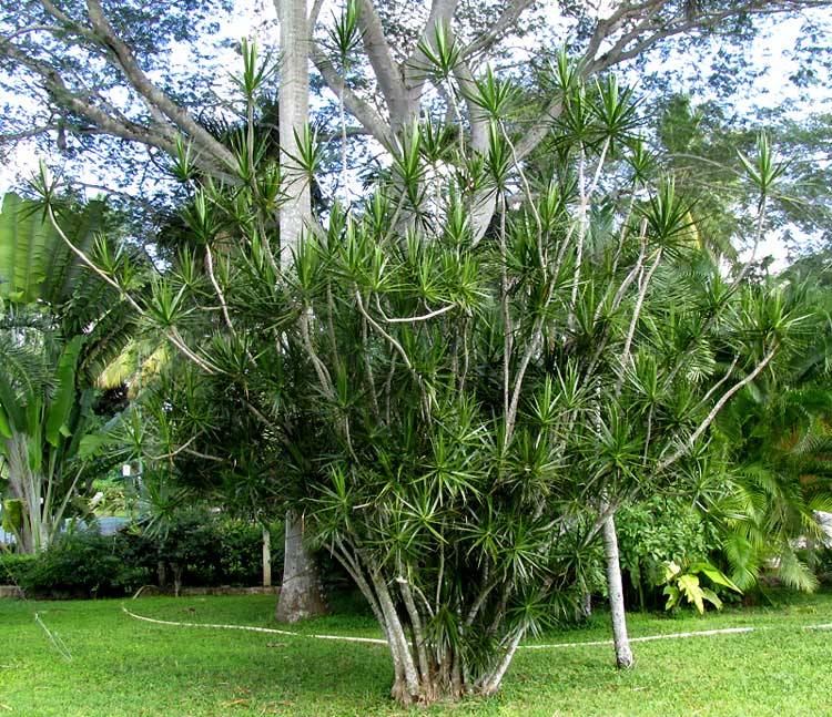 Madagascar Dragon Tree (Dracaena marginata)