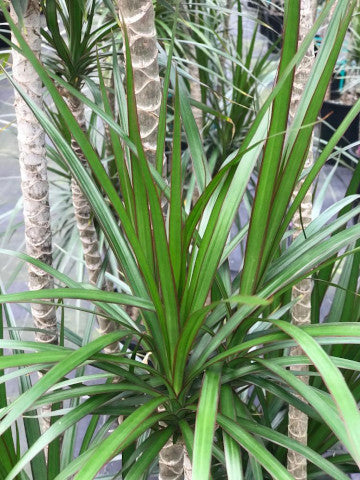 Madagascar Dragon Tree (Dracaena marginata)
