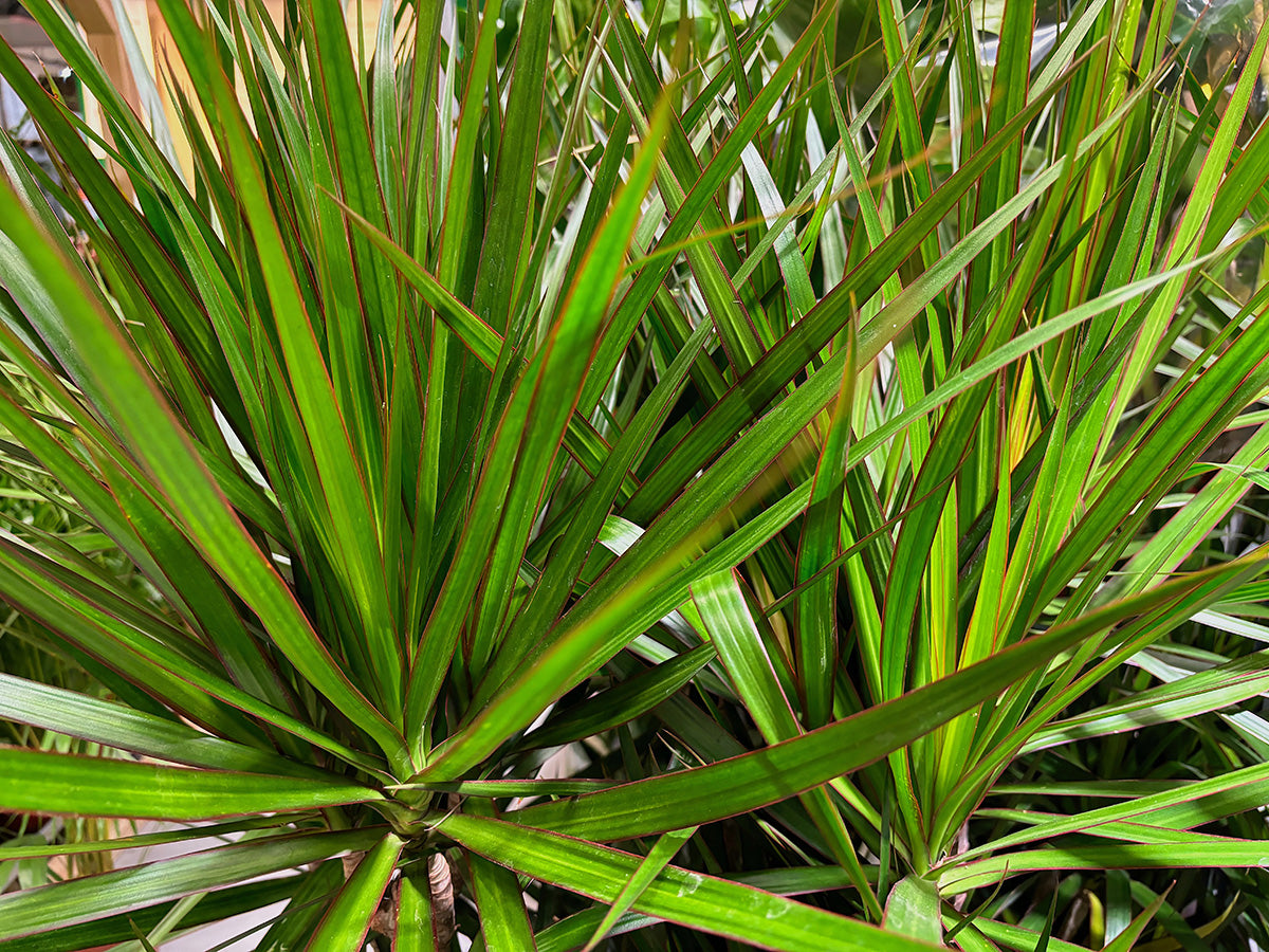 Madagascar Dragon Tree (Dracaena marginata)
