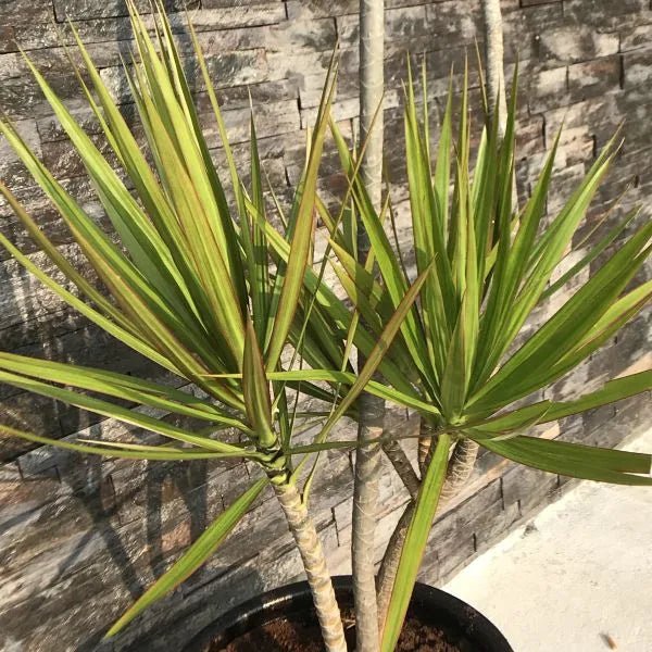 Madagascar Dragon Tree (Dracaena marginata) - Ladybird Nursery