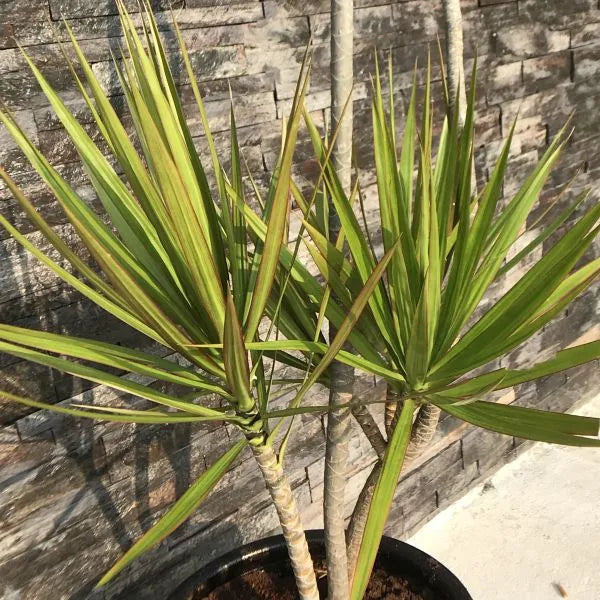 Madagascar Dragon Tree (Dracaena marginata)