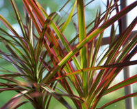 Madagascar Dragon Tree Red Edge (Dracaena marginata) - Ladybird Nursery