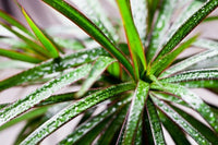 Madagascar Dragon Tree Red Edge (Dracaena marginata) - Ladybird Nursery