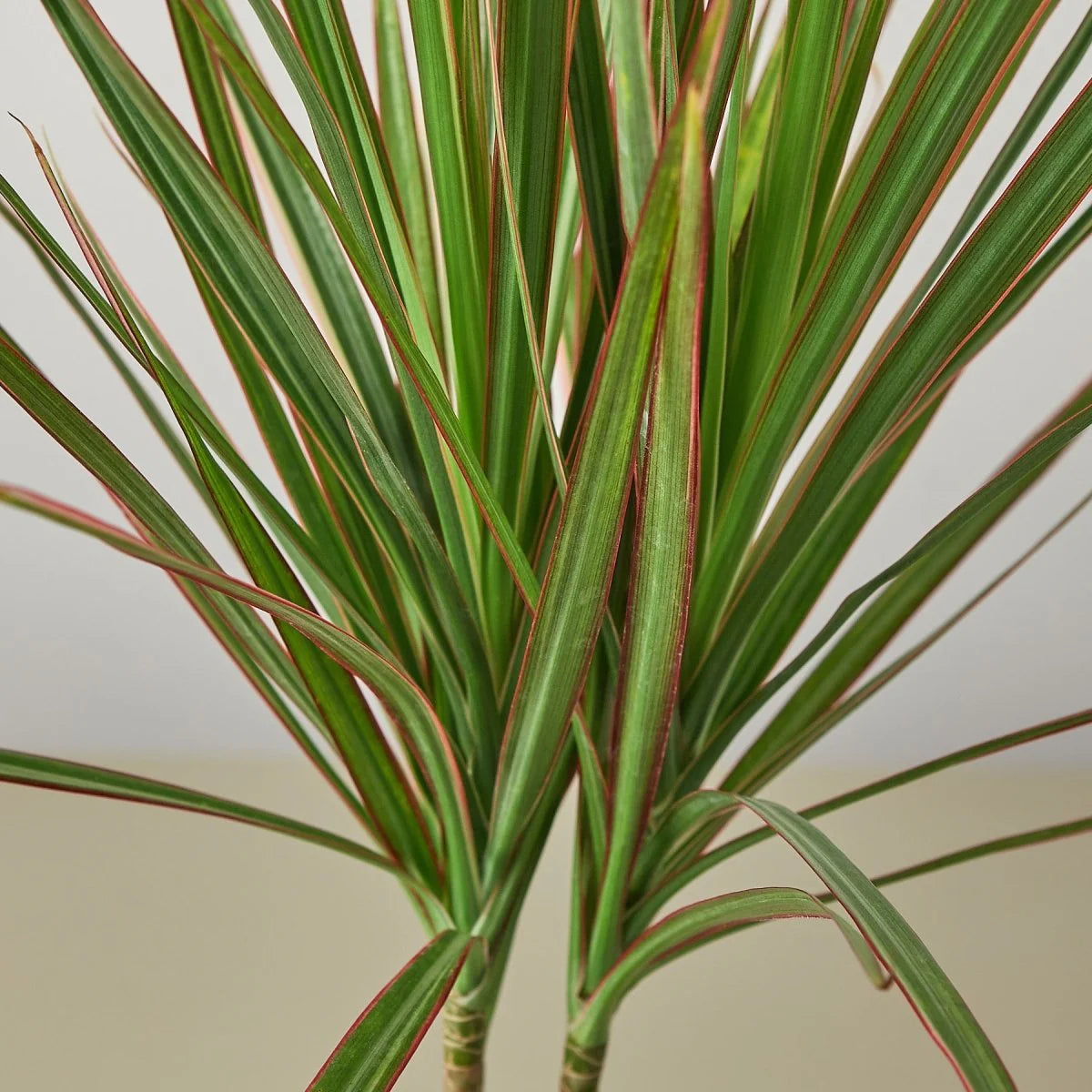 Madagascar Dragon Tree Red Edge (Dracaena marginata)