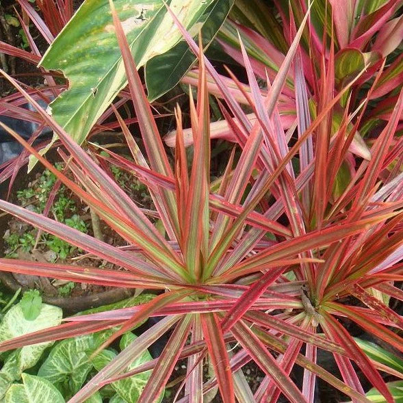 Madagascar Dragon Tree Red Edge (Dracaena marginata)