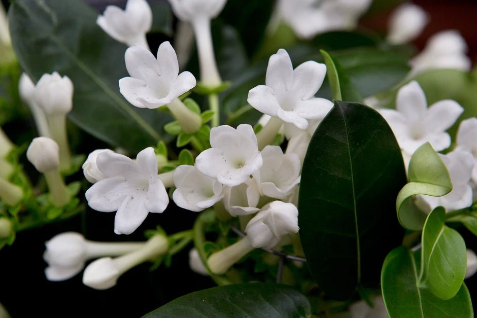 Madagascar Jasmine (Stephanotis floribunda) - Ladybird Nursery