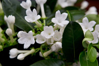 Madagascar Jasmine (Stephanotis floribunda)
