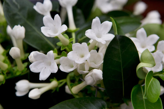 Madagascar Jasmine (Stephanotis floribunda)