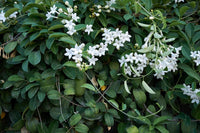 Madagascar Jasmine (Stephanotis floribunda) - Ladybird Nursery