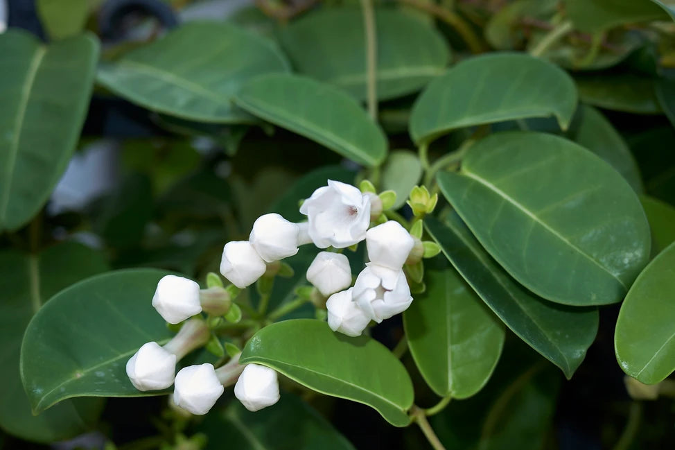 Madagascar Jasmine (Stephanotis floribunda)