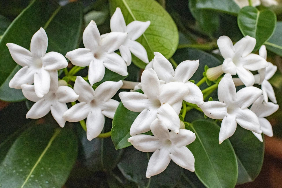 Madagascar Jasmine (Stephanotis floribunda)