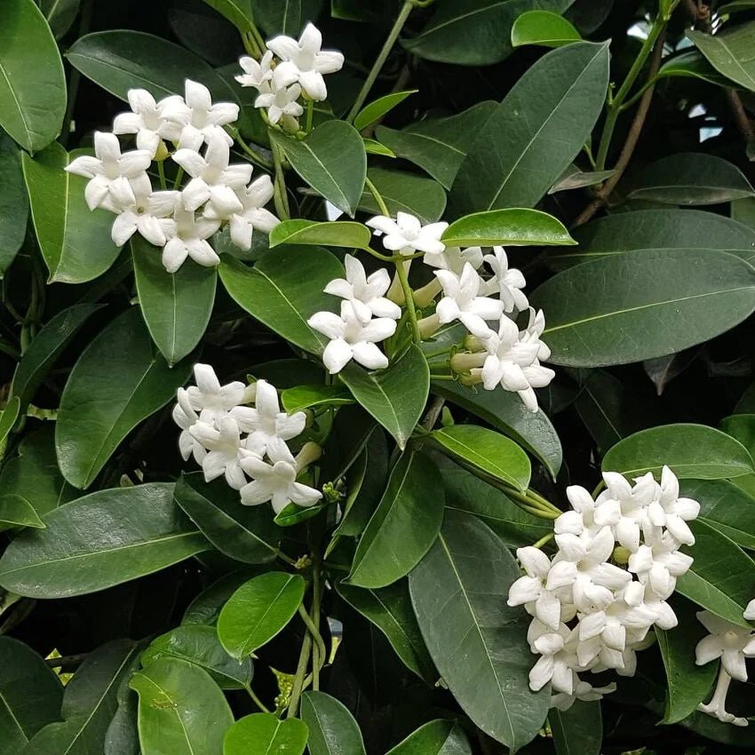 Madagascar Jasmine (Stephanotis floribunda) - Ladybird Nursery