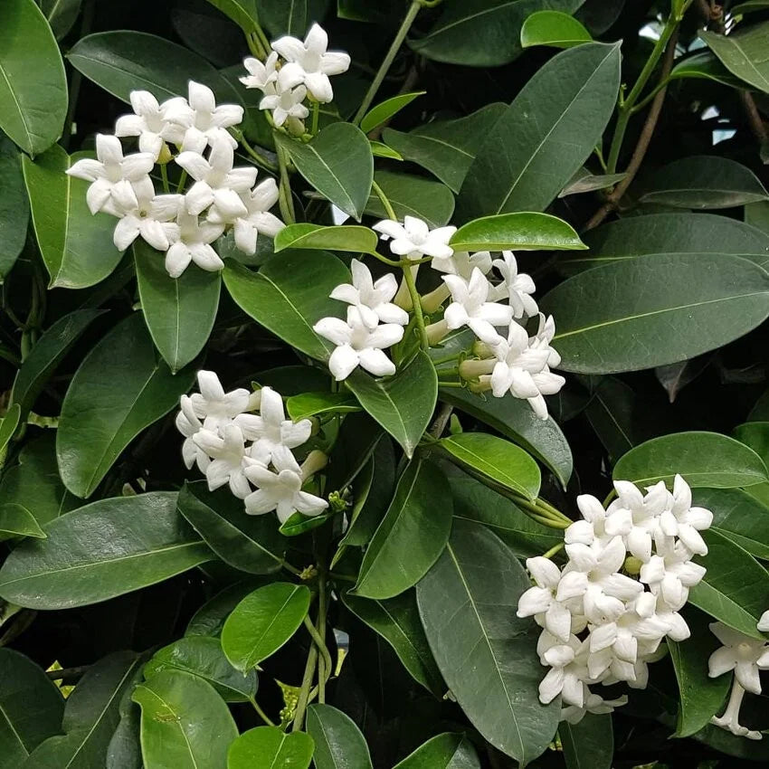 Madagascar Jasmine (Stephanotis floribunda)