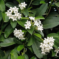 Madagascar Jasmine (Stephanotis floribunda)