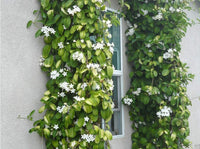 Madagascar Jasmine Trained up (Stephanotis floribunda)