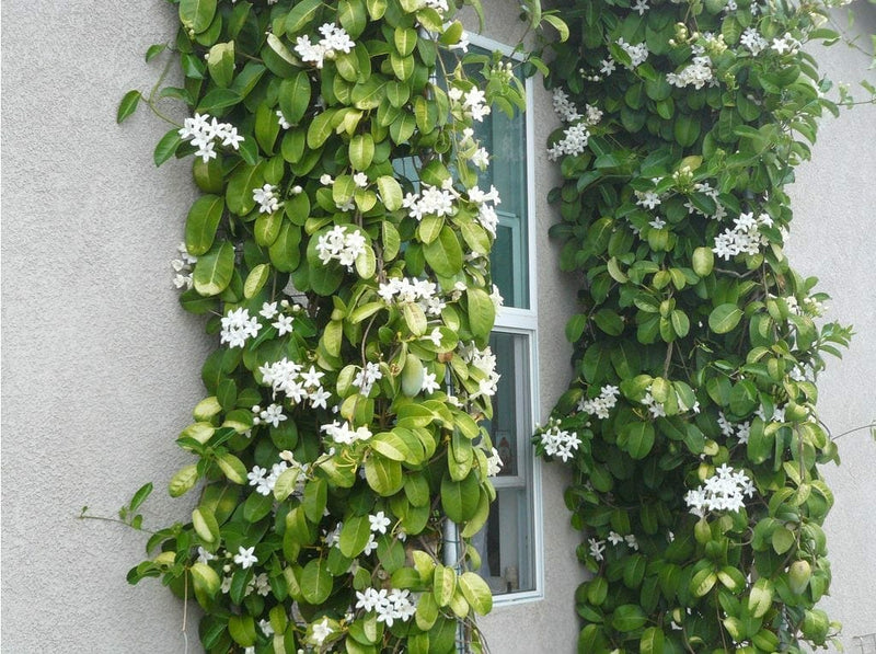 Madagascar Jasmine Trained up (Stephanotis floribunda)