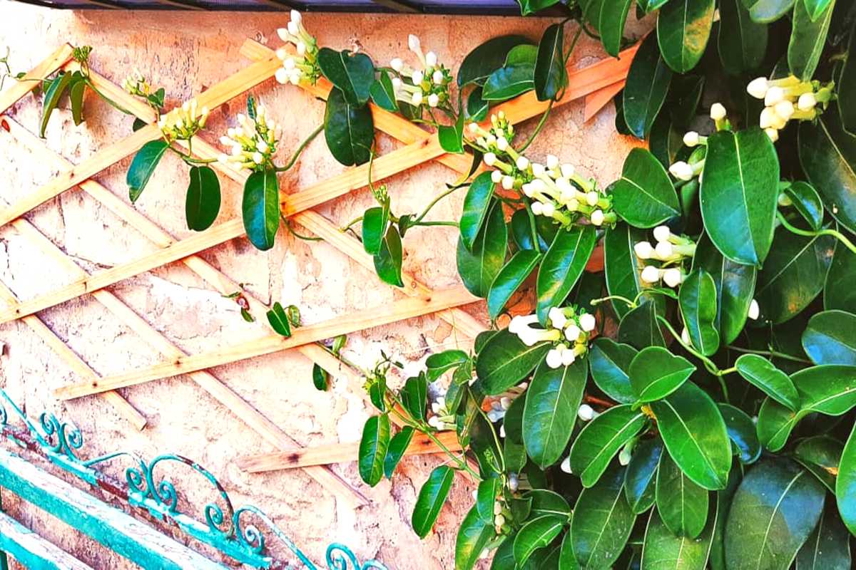 Madagascar Jasmine Trained up (Stephanotis floribunda)