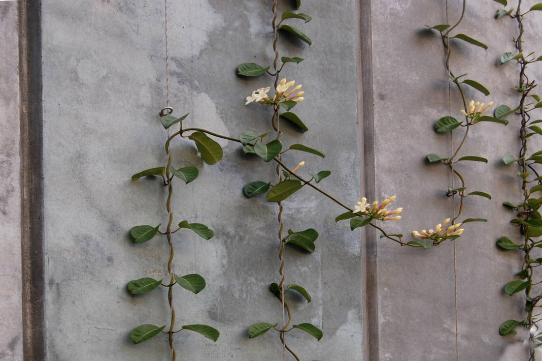 Madagascar Jasmine Trained up (Stephanotis floribunda) - Ladybird Nursery