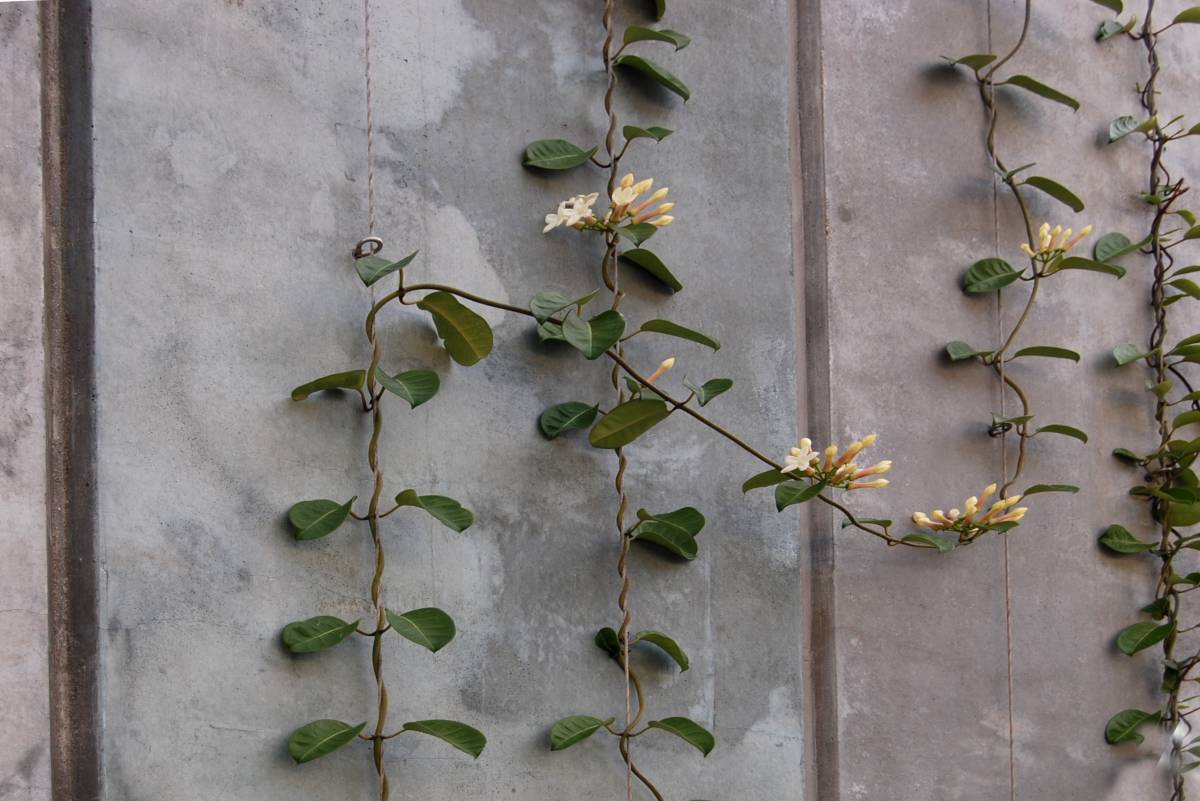 Madagascar Jasmine Trained up (Stephanotis floribunda)