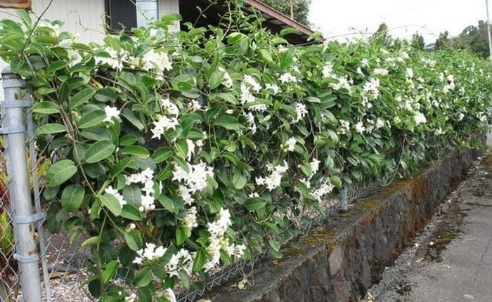 Madagascar Jasmine Trained up (Stephanotis floribunda)