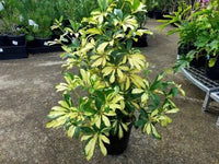 Sasanqua Camellia Bert Jones (Camellia sasanqua) - Ladybird Nursery