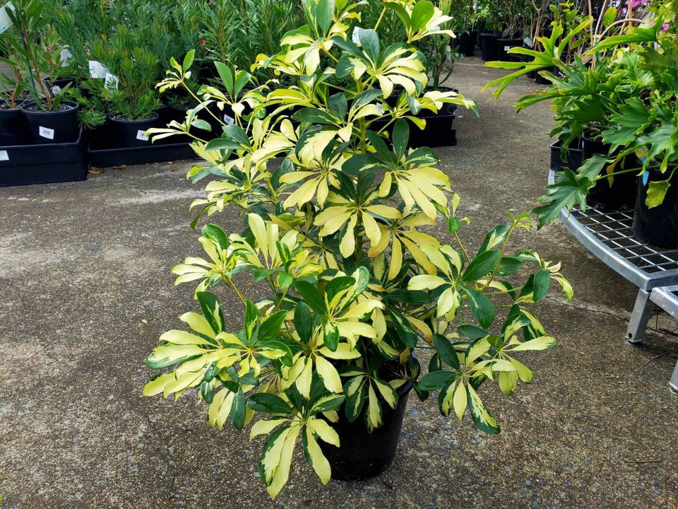 Madame de Smet (Dwarf Umbrella Tree) - Ladybird Nursery