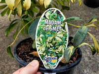 Madame de Smet (Dwarf Umbrella Tree)