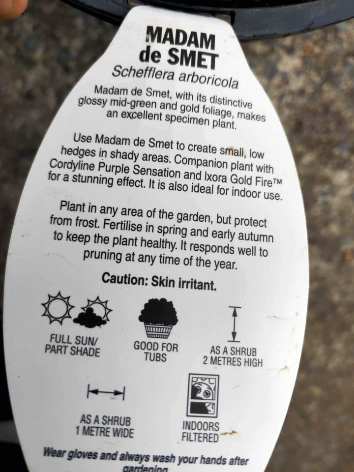 Madame de Smet (Dwarf Umbrella Tree)
