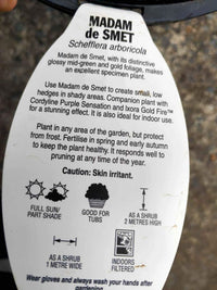 Madame de Smet (Dwarf Umbrella Tree)