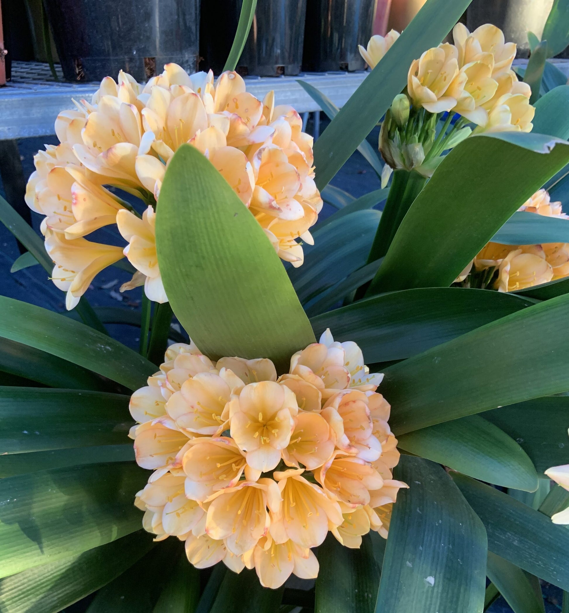 Clivia European Peach