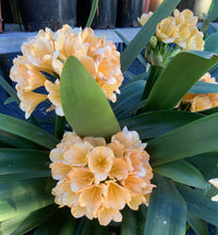 Clivia European Peach