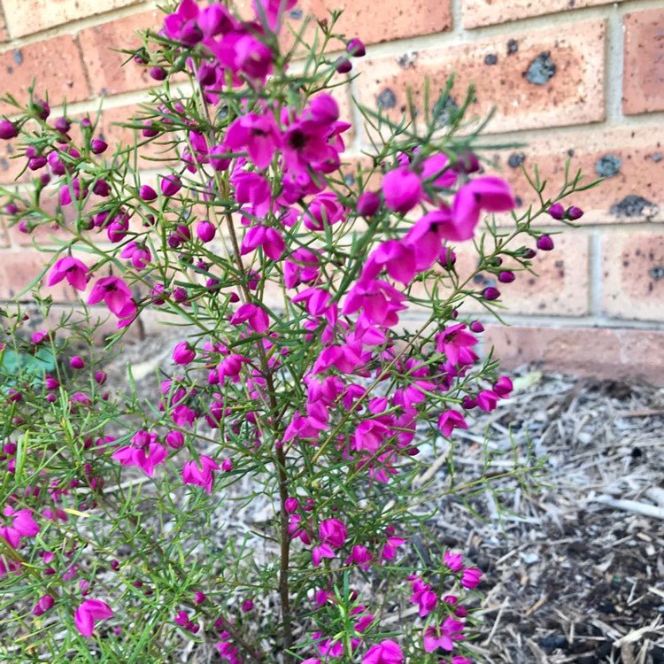 Magenta Stars Boronia (Boronia Magenta) - Ladybird Nursery