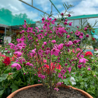 Magenta Stars Boronia (Boronia Magenta)