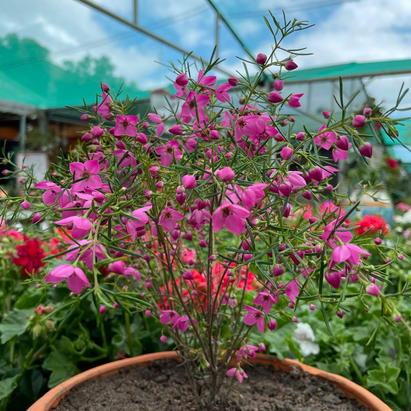Magenta Stars Boronia (Boronia Magenta) - Ladybird Nursery