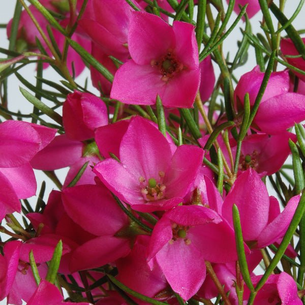 Magenta Stars Boronia (Boronia Magenta) - Ladybird Nursery