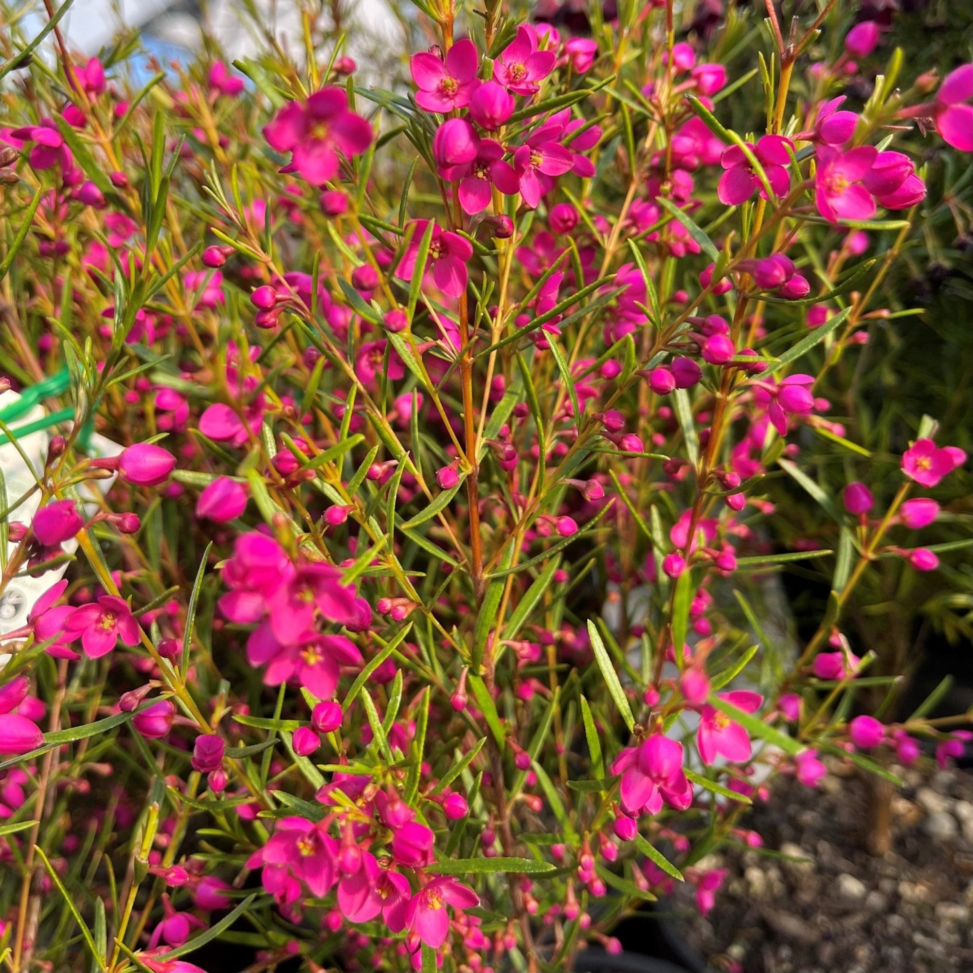Magenta Stars Boronia (Boronia Magenta) - Ladybird Nursery