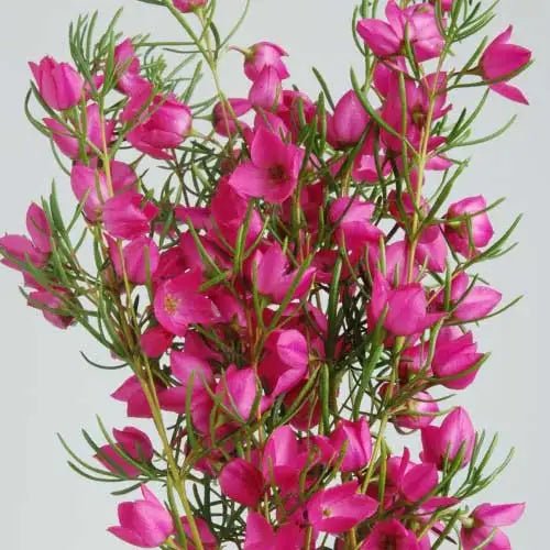 Magenta Stars Boronia (Boronia Magenta) - Ladybird Nursery