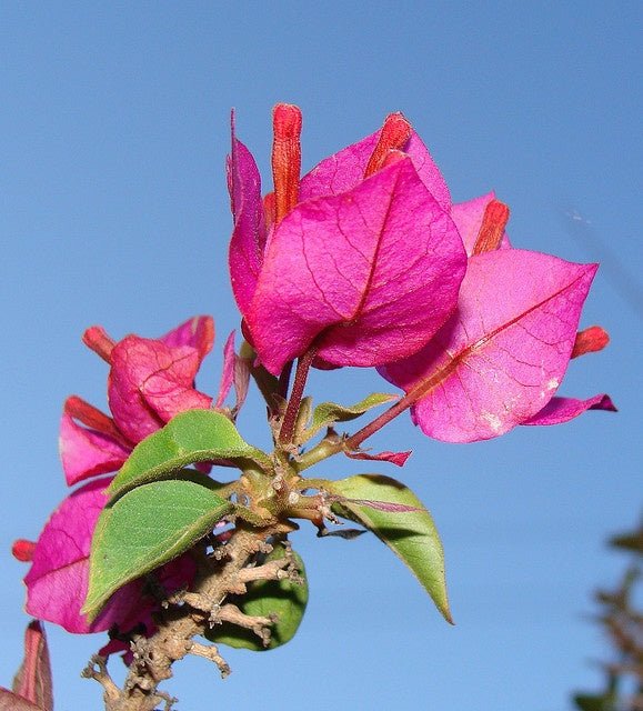 Bougainvillea Magenta Glory (Bougainvillea glabra) - Ladybird Nursery