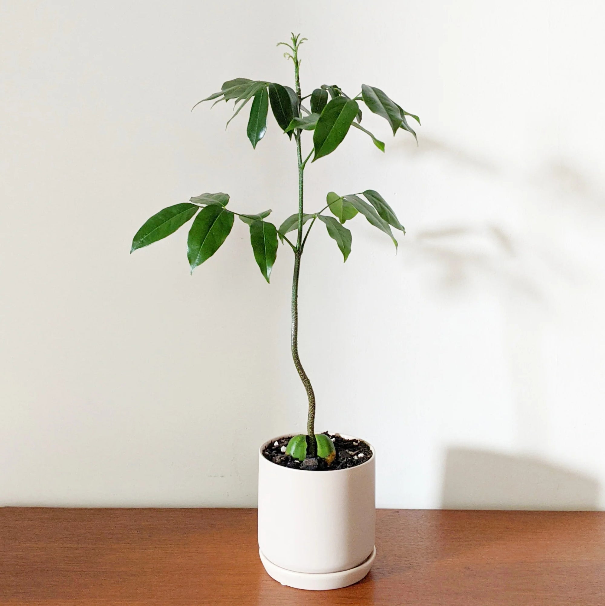 castanospermum australe indoor plant Black Bean Plant – Buy Now! – Ladybird Nursery