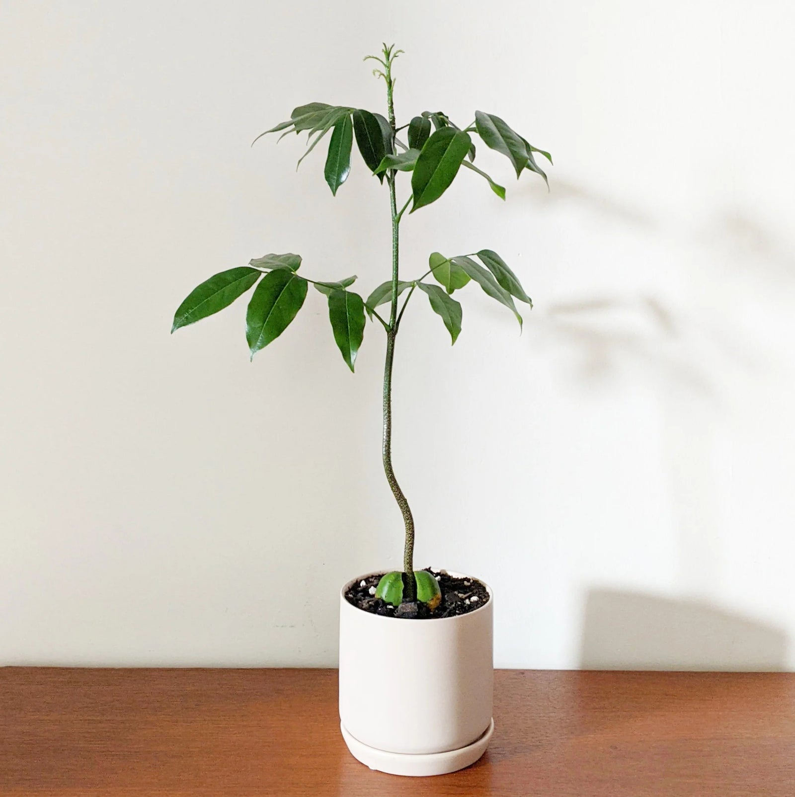 Magic Bean (Castanospermum australe) - Ladybird Nursery