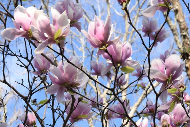 Magnolia Alexandrina - Ladybird Nursery