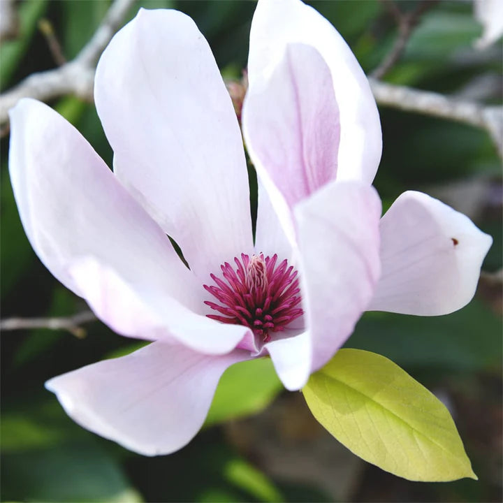 Magnolia Alexandrina