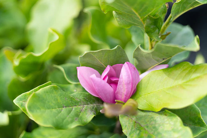 Magnolia Alexandrina