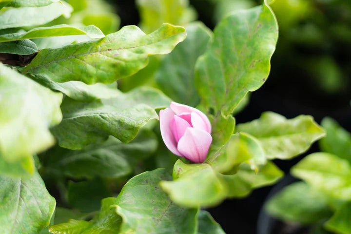 Magnolia Alexandrina - Ladybird Nursery