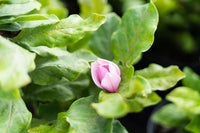 Magnolia Alexandrina