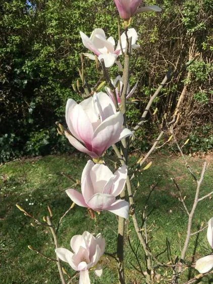 Magnolia Alexandrina - Ladybird Nursery