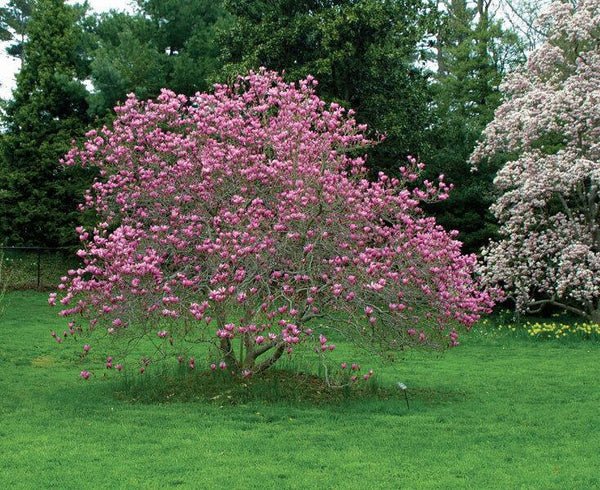 Magnolia Ann - Ladybird Nursery