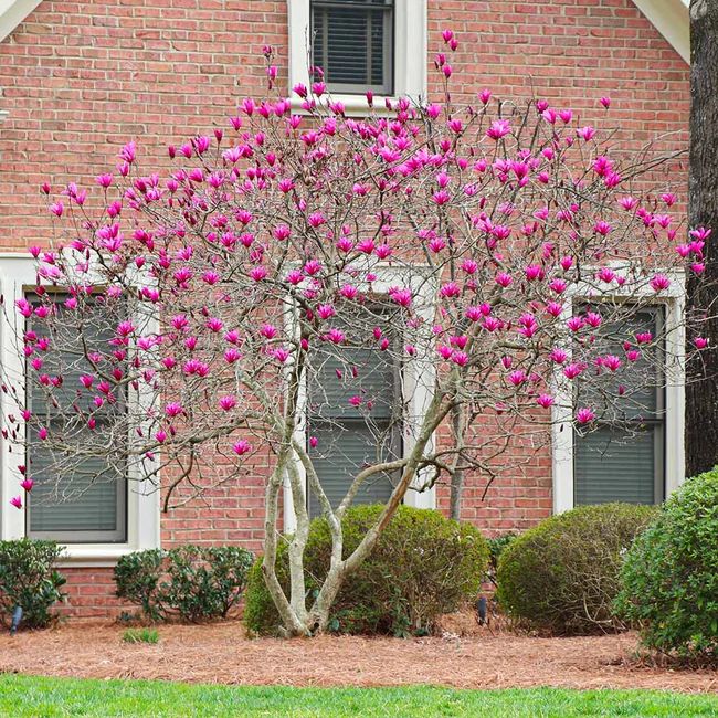 Magnolia Ann - Ladybird Nursery